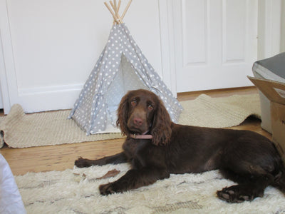 Puppy and small dog Teepee